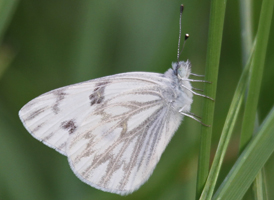 Checkered White